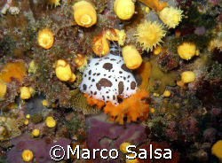 Portofino. Secca Carega. Nudibranco. by Marco Salsa 